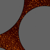 Microorganism Database