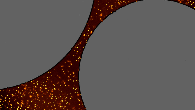 Microorganism Database