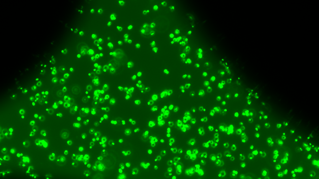 Mikrofluidik-Analysen
