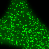 Mikrofluidik-Analysen
